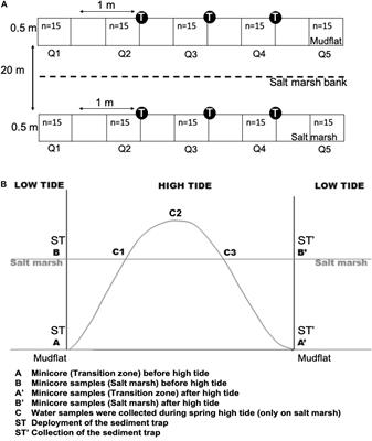 Movement of Microphytobenthos and Sediment Between Mudflats and Salt Marsh During Spring Tides